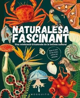 NATURALESA FASCINANT | 9788419095596 | MOSQUITO BOOKS | Llibreria Huch - Llibreria online de Berga 