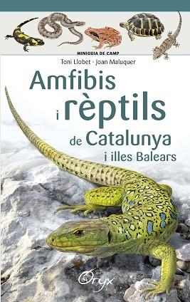 AMFIBIS I RÈPTILS DE CATALUNYA I ILLES BALEARS | 9788490346792 | LLOBET FRANÇOIS , TONI/MALUQUER MARGALEF, JOAN | Llibreria Huch - Llibreria online de Berga 